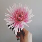Juliette Amia Iodanza - @amydanza_ - Instagram