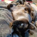 Amy Daoust - @cat.lady.2.0 - Instagram