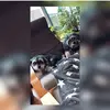 🐶Dogs🐶 - @_darcy.amy_ - TikTok
