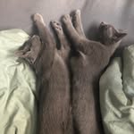 Amy&Dascha Russischblau - @amy_dascha_russianblue - Instagram