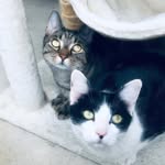 Amy & Dash 😻 - @cutiecatsathome - Instagram