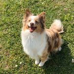 Amy the Mini Aussie - @mini.aussie.amy - Instagram