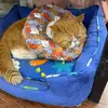 Cat - @amydave1 - TikTok