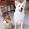 Amy DavieDofft - @amyporschechen - TikTok