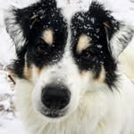 Amy Dearden Kleine - @baron_von_floofypants - Instagram
