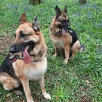 Amy Hasel Rose Lanigan-Deeks - @haselrose87 - Instagram