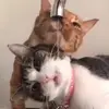 auntinamy.denny - @auntinamy.denny0 - TikTok