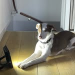 Amy Hazebroek - @pinto.de.hond - Instagram