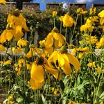 Amy Derby - @amyderbygardendesign - Instagram