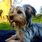 Amy Yorkshire Terrier - @amy.der.yorkie - Instagram