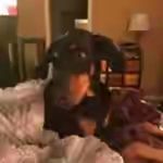Amy DeVault-Smith - @lil.duvin - Instagram