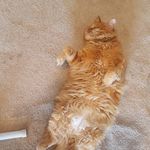 Amy Dewey - @the_cats_in_charge - Instagram