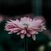 Aimee DeWolfe - Facebook