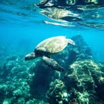 Amy Dickenson - @dickensonohana - Instagram