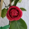 Amy Duan - @amy.duan - TikTok