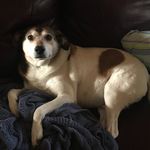 Amy Dunham - @motherofdingoes - Instagram