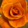 Amy Duran - @amy.duran5 - TikTok