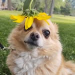 Amy Diehl - @amy.dykstra.3 - Instagram