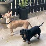 Amy Echols High - @max_and_decker - Instagram