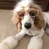 AmyElise - @partipoodlemama - TikTok