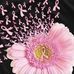 Amy Ellington - Facebook