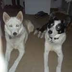 Amy Eskelsen - @eskelsenaryikes - Instagram