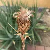 Amy🍍 - @amy.espino - TikTok