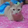 🐯🍓chaesita🍓🐯 - @amy.espinosa10 - TikTok