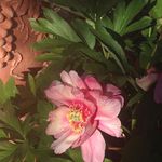 Amy Esslinger - @amy_sunflower_ - Instagram