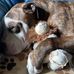Amy Euler - Facebook