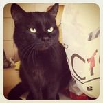 Amy Eustis - @scothanobiclas879 - Instagram