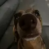 amyfabrini916 - @amyfabrini916 - TikTok