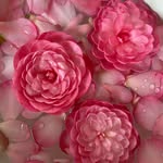 Amy Falls - @fallseme234 - Instagram