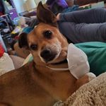 Amy Flaherty - @napoleon.borkaparte - Instagram