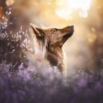 Amy - Harzer Fuchs ❤️ - @harzerfuchs.amy - Instagram