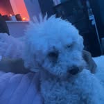 Amy Gallie - @amygallie - Instagram