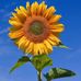 Amy Gebhardt Berman - Facebook