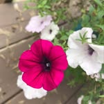 Amy Grinnell - @grinnellamy - Instagram