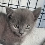 Amy Griswold - @purrfection_studios - Instagram