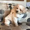 Amy Griswold Lyness - @amygriswoldlyness - TikTok