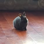 Amy Guan - @amyguan42 - Instagram