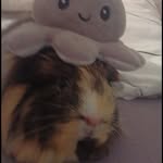 @amy_.guineapig - Instagram