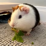 Amy - @amy_guineapig - Instagram