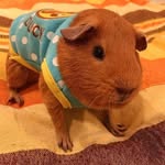 amy_teddy - @amy_guinea_pigs - Instagram