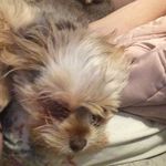 Amy Hall’s Pet Care - @amyhallpetcare - Instagram