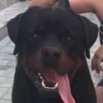 AMY & HARLEY DAVIDSON - @amy_harleydavidson - Instagram