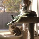 Amy_&_Harold_The_Cats - @amy_and_harold_the_cats - Instagram