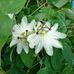 Amy Harrop - Facebook