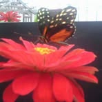 Amy Harshbarger - Facebook