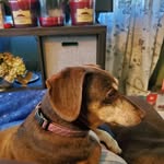 Amy Harshbarger - @harshbargeramy - Instagram